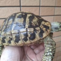 ヘルマンリクガメ（甲長約14cm）メス 個体A