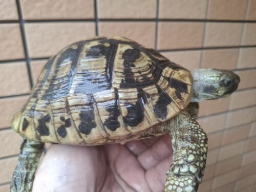 ヘルマンリクガメ（甲長約14cm）メス 個体A