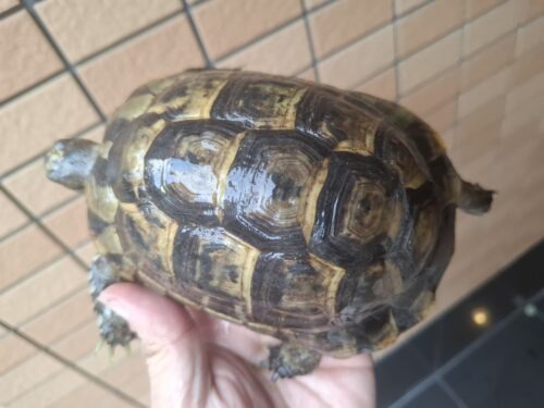 イベラギリシャリクガメ（甲長約14,5cm）メス - 画像 (5)