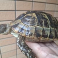 イベラギリシャリクガメ（甲長約14,5cm）メス