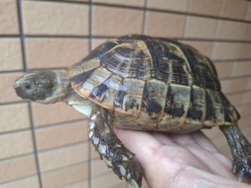 イベラギリシャリクガメ（甲長約14,5cm）メス - 画像 (3)