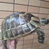 イベラギリシャリクガメ（甲長約14,5cm）メス