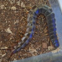 ガラパゴスジャイアントオオムカデ（約23cm）