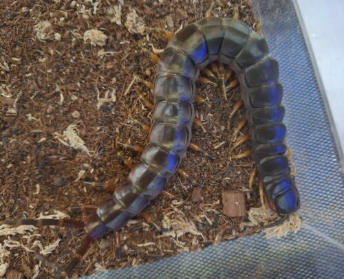 ガラパゴスジャイアントオオムカデ（約23cm）