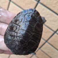 マッコードナガクビガメ（甲長約６cm）完甲、縁甲板１枚欠け
