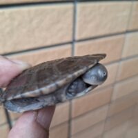 マッコードナガクビガメ（甲長約６cm）完甲、縁甲板１枚欠け