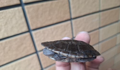 マッコードナガクビガメ（甲長約６cm）完甲、縁甲板１枚欠け - 画像 (3)