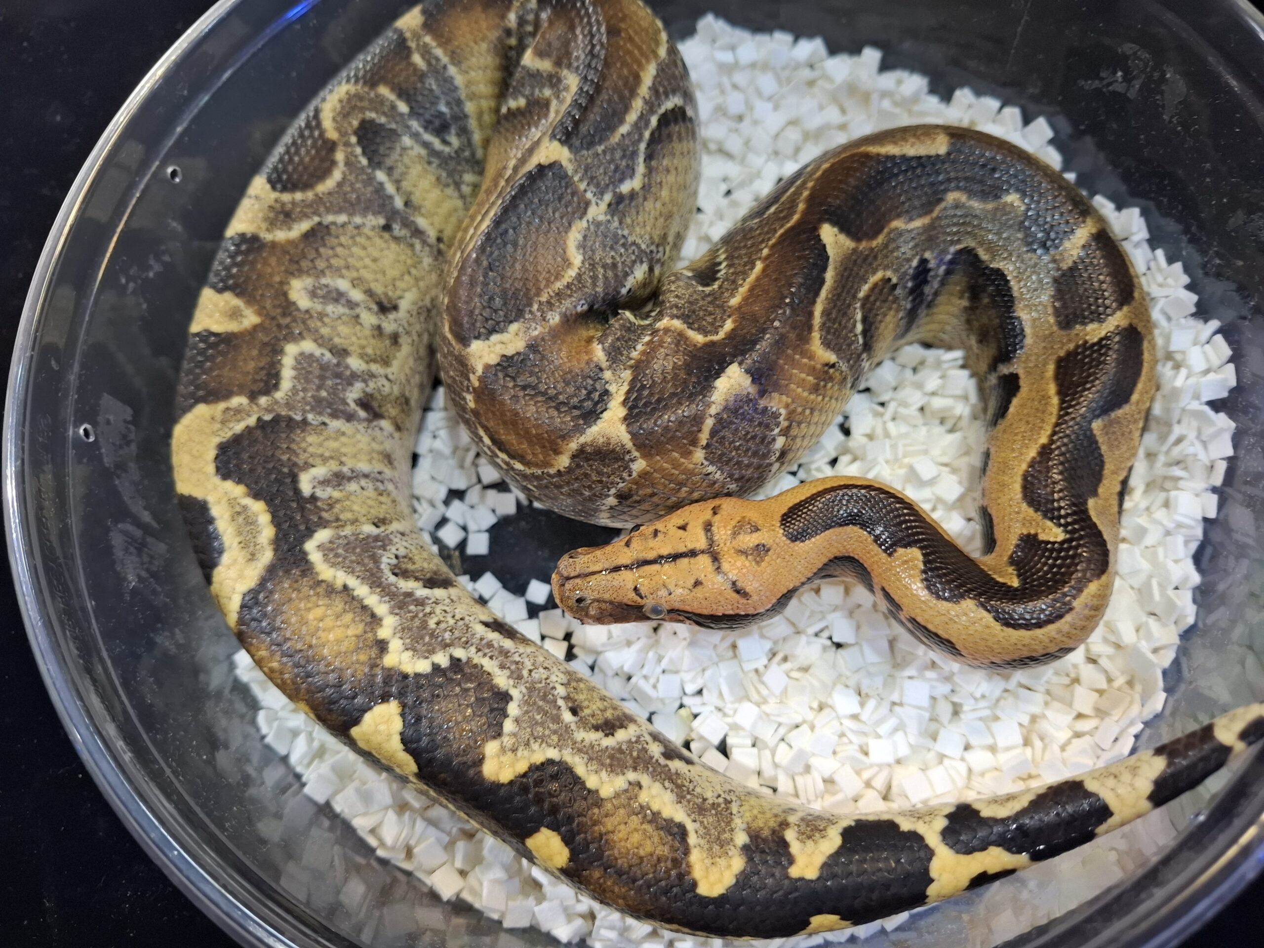 ボルネオブラッドパイソン（約600g）メス - アクアスペース