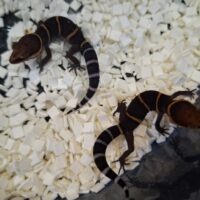バワンリントカゲモドキ（25CB）