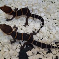 バワンリントカゲモドキ（25CB）