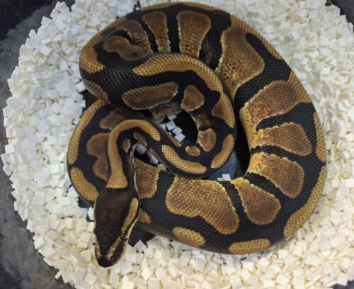 ボールパイソン（エンチ66％Dhetアルビノpossウーキー）約350g オス - 画像 (4)
