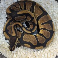 ボールパイソン（エンチ66％Dhetアルビノpossウーキー）約350g オス