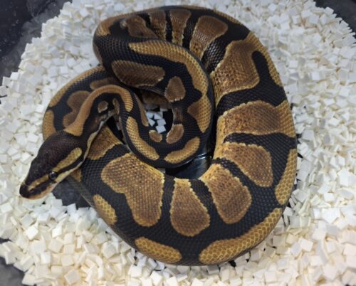 ボールパイソン（エンチ66％Dhetアルビノpossウーキー）約350g オス - 画像 (3)