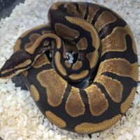ボールパイソン（エンチ66％Dhetアルビノpossウーキー）約350g オス