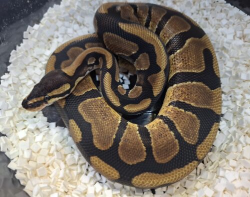 ボールパイソン（エンチ66％Dhetアルビノpossウーキー）約350g オス - 画像 (2)