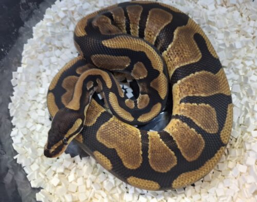 ボールパイソン（エンチ66％Dhetアルビノpossウーキー）約350g オス - 画像 (5)