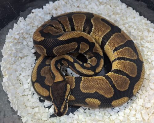 ボールパイソン（エンチ66％Dhetアルビノpossウーキー）約350g オス - 画像 (6)