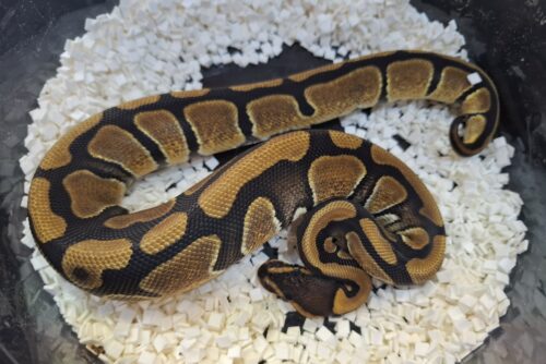 ボールパイソン（エンチ66％Dhetアルビノ,パイpossウーキー）25CB メス - 画像 (2)