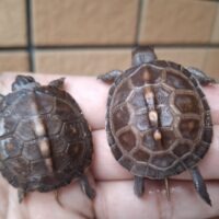 トウブハコガメ（25CB）（配合餌付済）