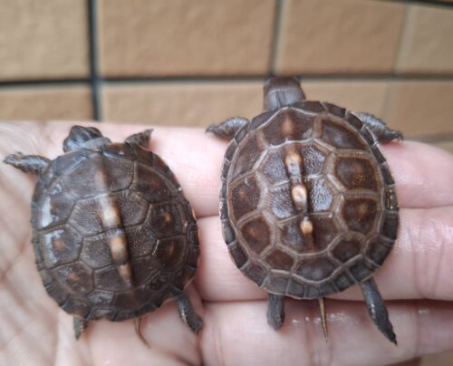 トウブハコガメ（25CB）（配合餌付済）
