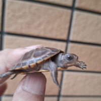 トウブハコガメ（25CB）（配合餌付済）