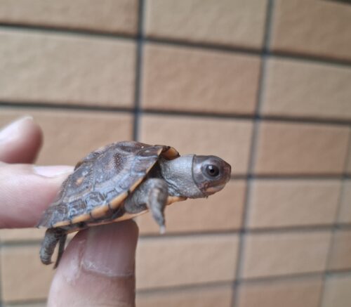 トウブハコガメ（25CB）（配合餌付済） - 画像 (6)