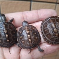 トウブハコガメ（25CB）（配合餌付済）