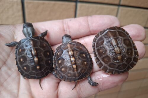 トウブハコガメ（25CB）（配合餌付済）