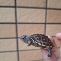 トウブハコガメ（25CB）（配合餌付済）