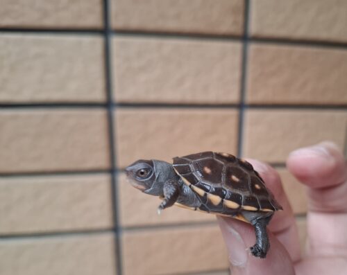 トウブハコガメ（25CB）（配合餌付済） - 画像 (2)