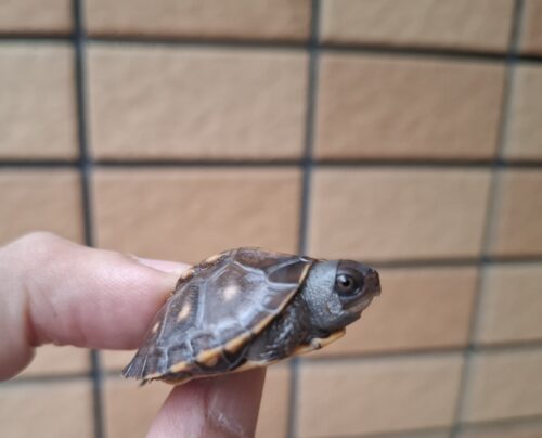 トウブハコガメ（25CB）（配合餌付済） - 画像 (5)
