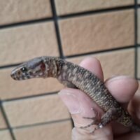イボヨルトカゲ （ヤングアダルト）