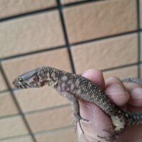 イボヨルトカゲ （ヤングアダルト）