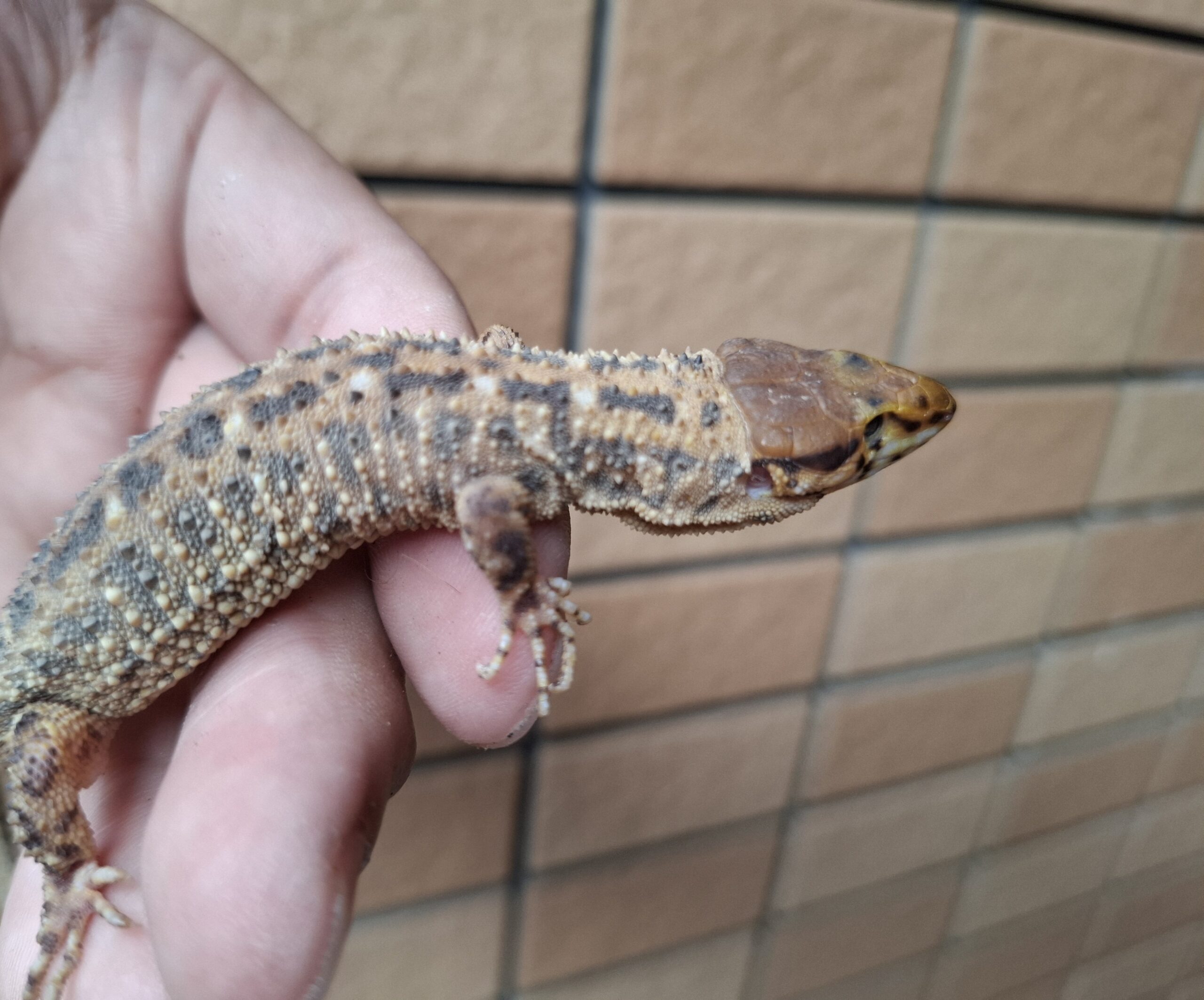 No.287 夜桜トカゲ 蓄光トカゲ qPIGpのトカゲ No.287 夜桜トカゲ 蓄光トカゲ qPIGpのトカゲ