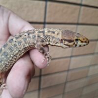 スミスヨルトカゲ（ヤングアダルト）