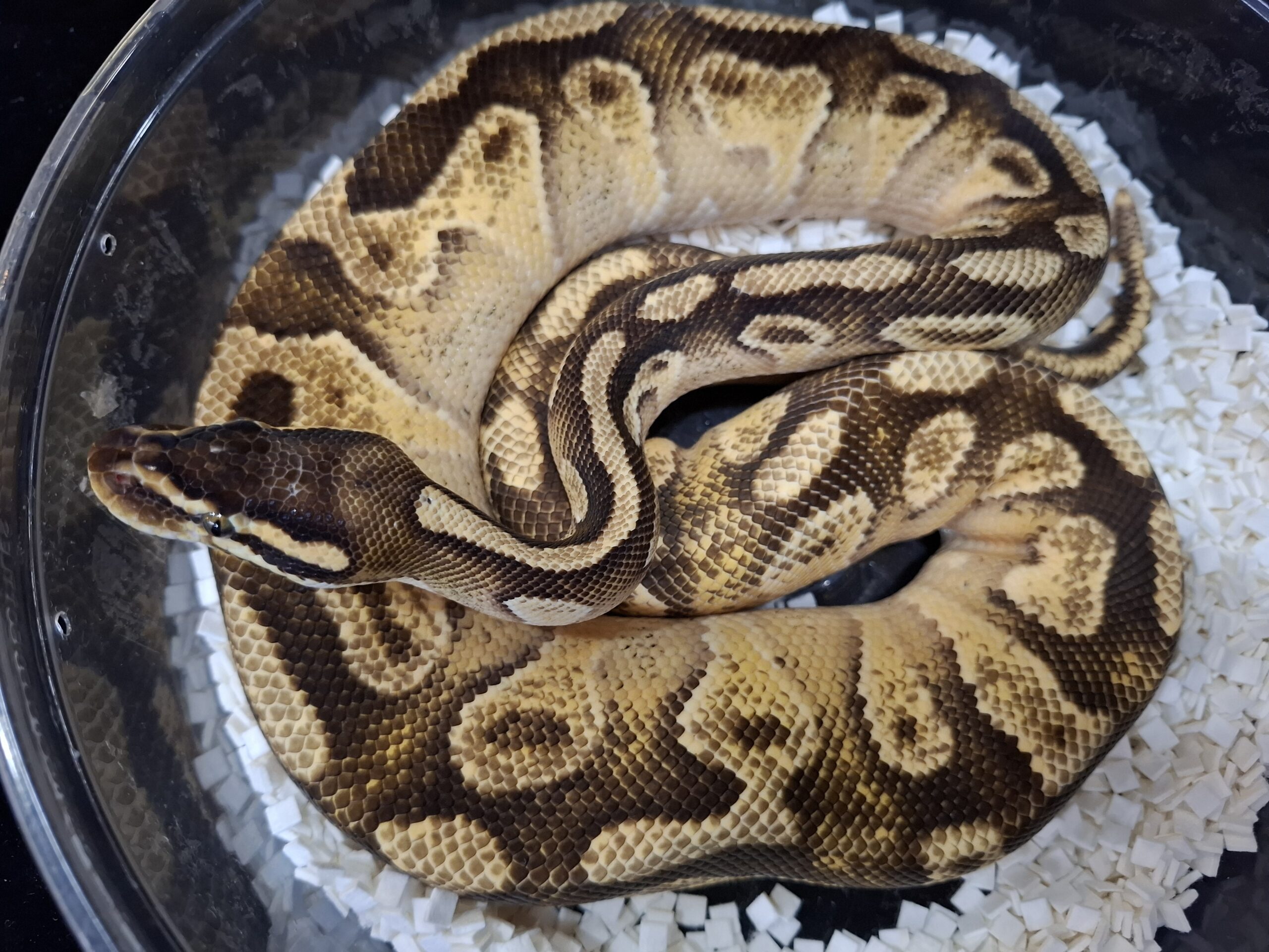 １月中値下げ PERFECT BALLPYTHON パーフェクト・ボールパイソン パーフェクト・ボールパイソン PERFECT BALL PYTHON(宮内 大輔