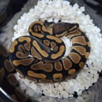 ボールパイソン（ノーマルDhet TSKアザン,デザートゴースト）25CB メス