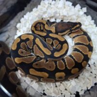 ボールパイソン（ノーマルDhet TSKアザン,デザートゴースト）25CB メス