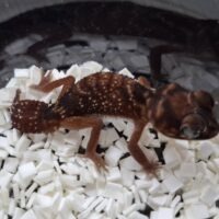 ピルバラナメハダタマオヤモリ（hetアルビノ）ペア