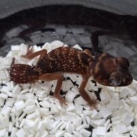 ピルバラナメハダタマオヤモリ（hetアルビノ）ペア