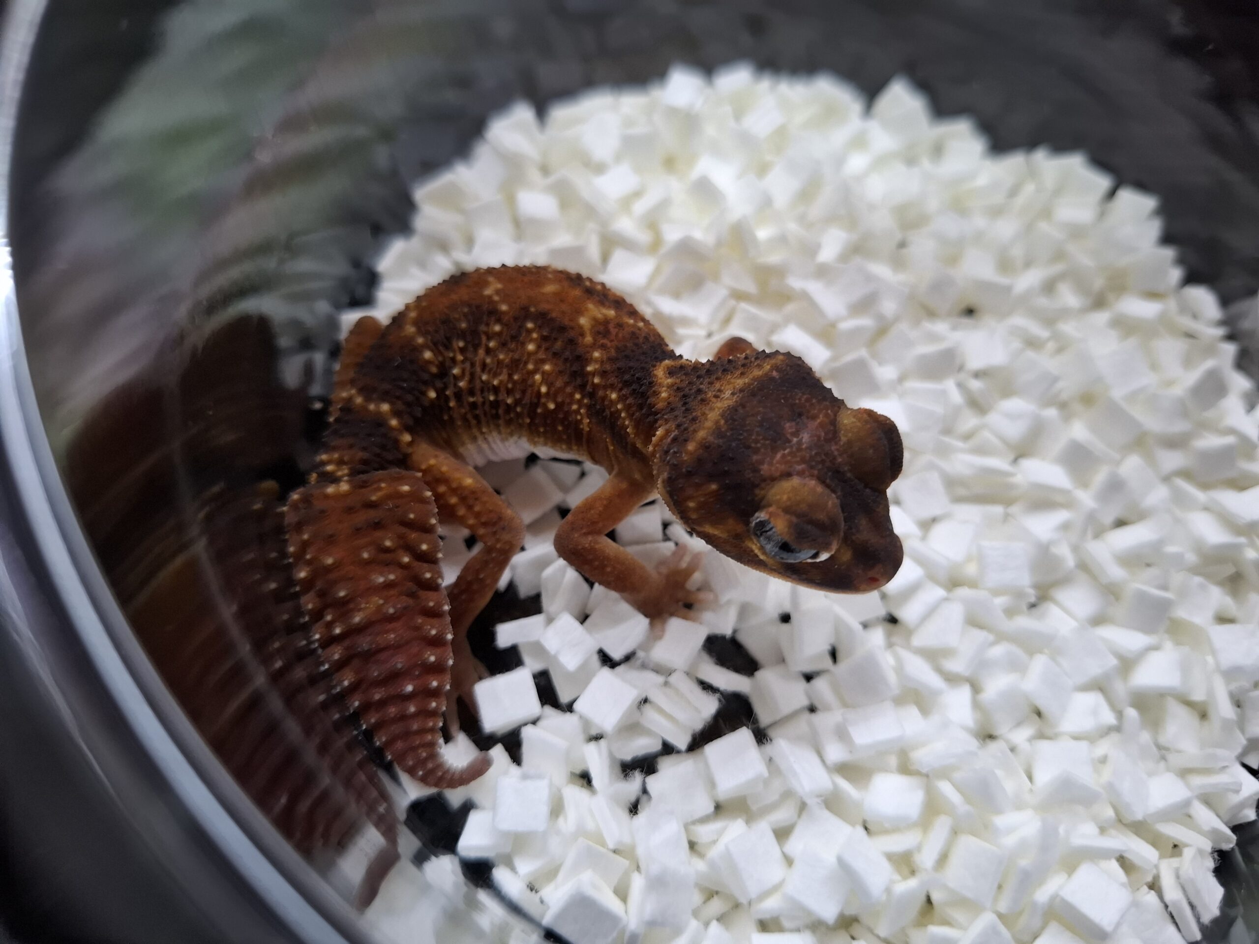 ピルバラナメハダタマオヤモリ（hetアルビノ）ペア - アクアスペース