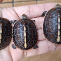 チュウゴクセマルハコガメ（TSDオス）25CB