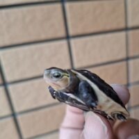 チュウゴクセマルハコガメ（TSDオス）25CB