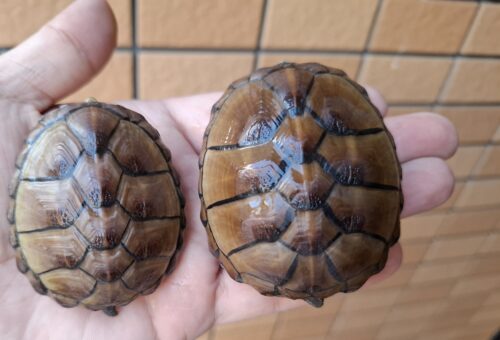 ミスジドロガメ（甲長約6～7cm）CBメス - 画像 (7)