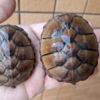 ミスジドロガメ（甲長約6～7cm）CBメス