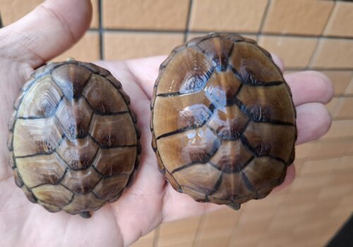 ミスジドロガメ（甲長約6～7cm）CBメス