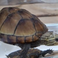 ミスジドロガメ（甲長約6～7cm）CBメス
