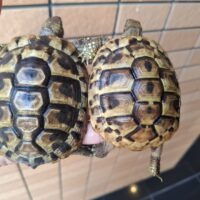 ヘルマンリクガメ（甲長約8,5～10cm）