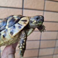 ヘルマンリクガメ（甲長約8,5～10cm）