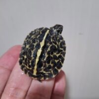 フロリダハコガメ（25CB）TSDメス